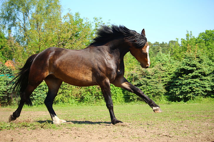 con ngựa, chạy mau, màu nâu, pony, đồng cỏ, cỏ, Meadow
