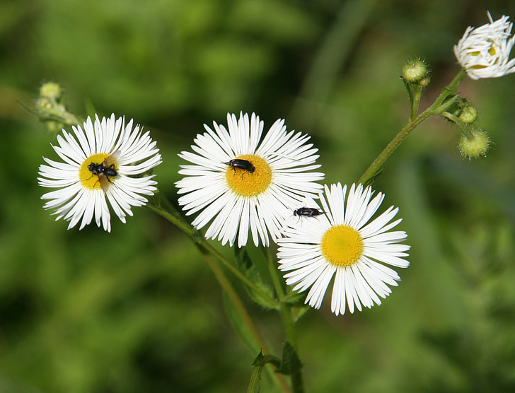flowers, daisies, insects, flies, nature, forest, alsace