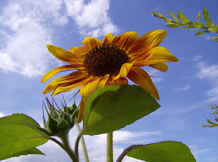 sun flower, close, sky, blue, bright, nature, plant