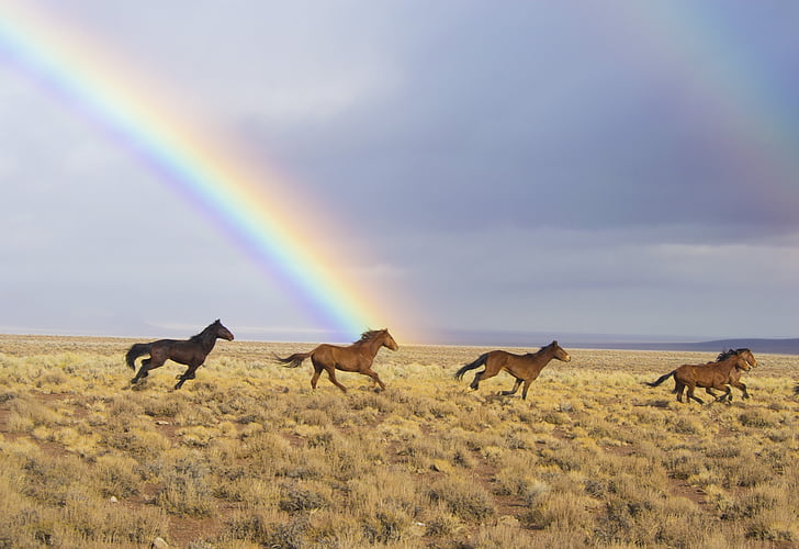 vilda hästar, Rainbow, släppt, Feral, kör, djur, Nevada