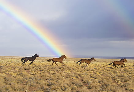 wild horses, rainbow, released, feral, running, animals, nevada