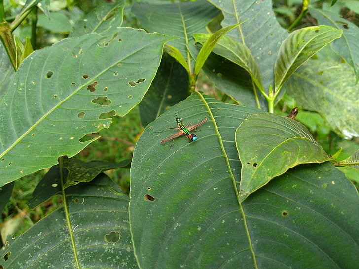 Cricket, insectos, hojas, verde