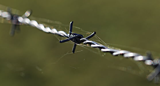 barbed wire, fencing, caution, metal, wire, imprisoned, demarcation