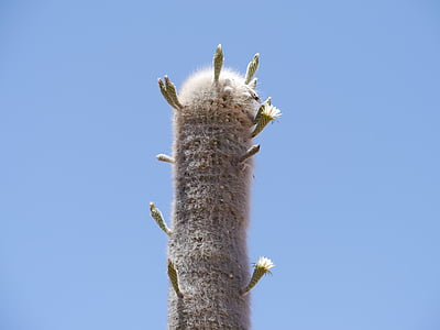 Cactus, CARDON, Cactus växthus, törnen, Anläggningen, Flora, kaktus blomma
