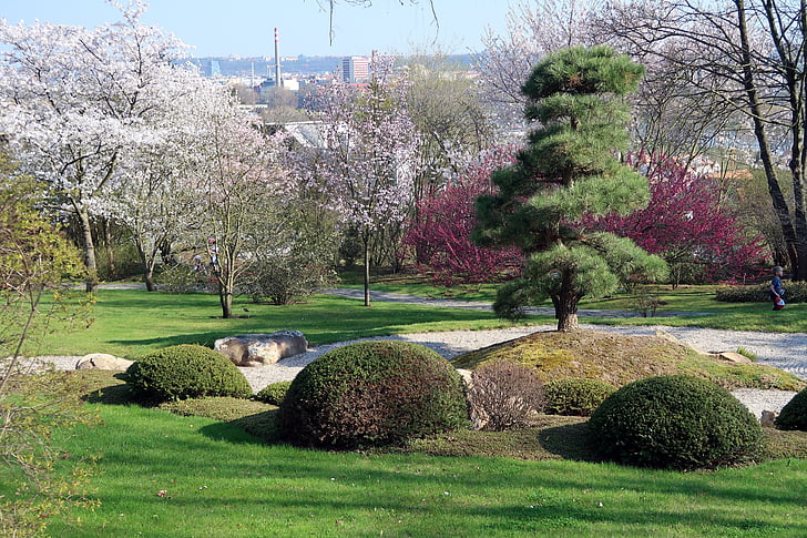 Taman Jepang, berbunga, musim semi, Flora