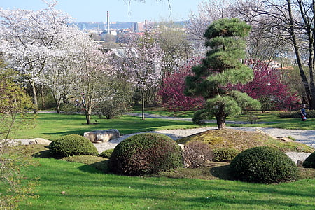 ogród japoński, kwitnienia, wiosna, Flora