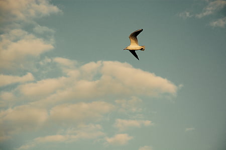 avian, bird, clouds, flight, gull, seagull, sky