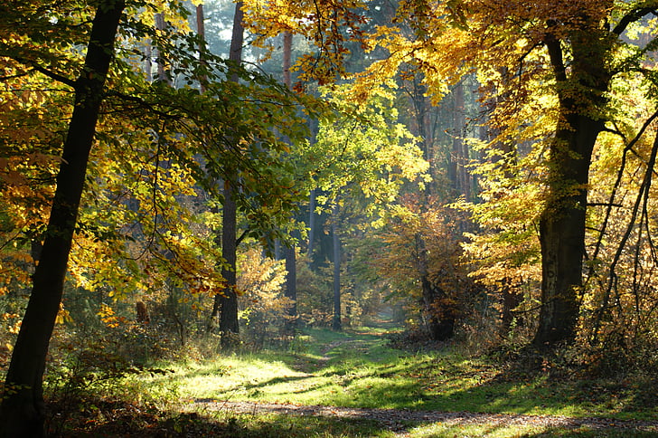 jesień, lasu, drzewa, od, Natura, pozostawia, spadek koloru