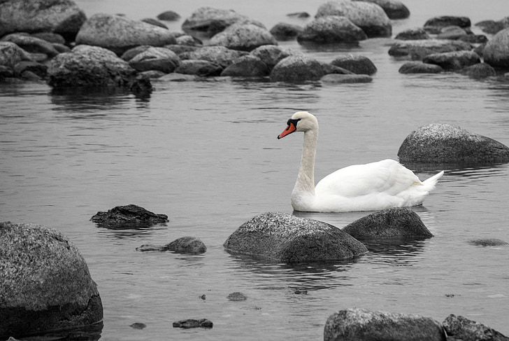 Swan, apa, pietre, coasta, natura, Marea Baltică