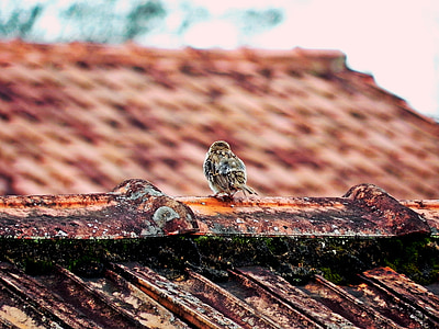 sparrow, bird, roof, sitting, perched, alone, nature