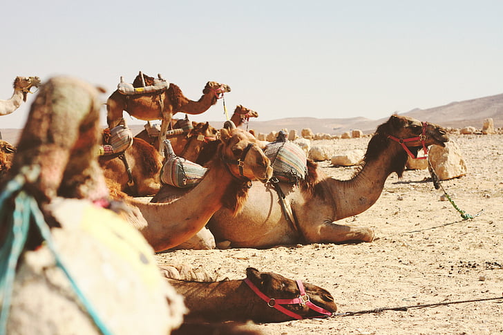 animales, camellos, desierto, seco, rocas, arena, al aire libre