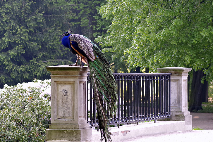 peacock, park, bridge, alley, bird, blue, proud