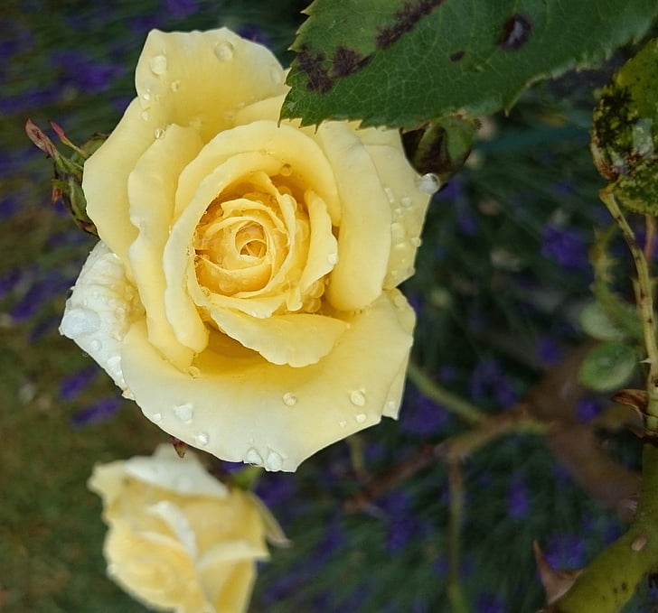 gul rose, haven, blomst, Blossom, Bloom, Luk, Rosen blomstrer