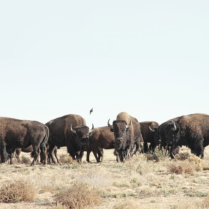 bull, animal, grass, outdoor, nature, herd, american Bison