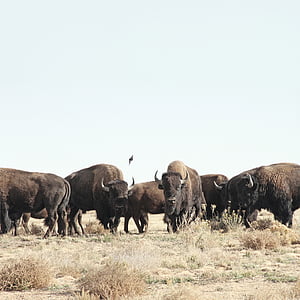 Bull, dyr, gresset, utendørs, natur, flokk, amerikansk bison
