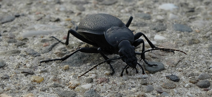 Olkusz, Polònia, insecte, l'escarabat, natura, macro, negre