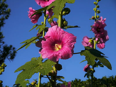 althaea rosea, hana aoi, pink, flowers, bud, leaf, green