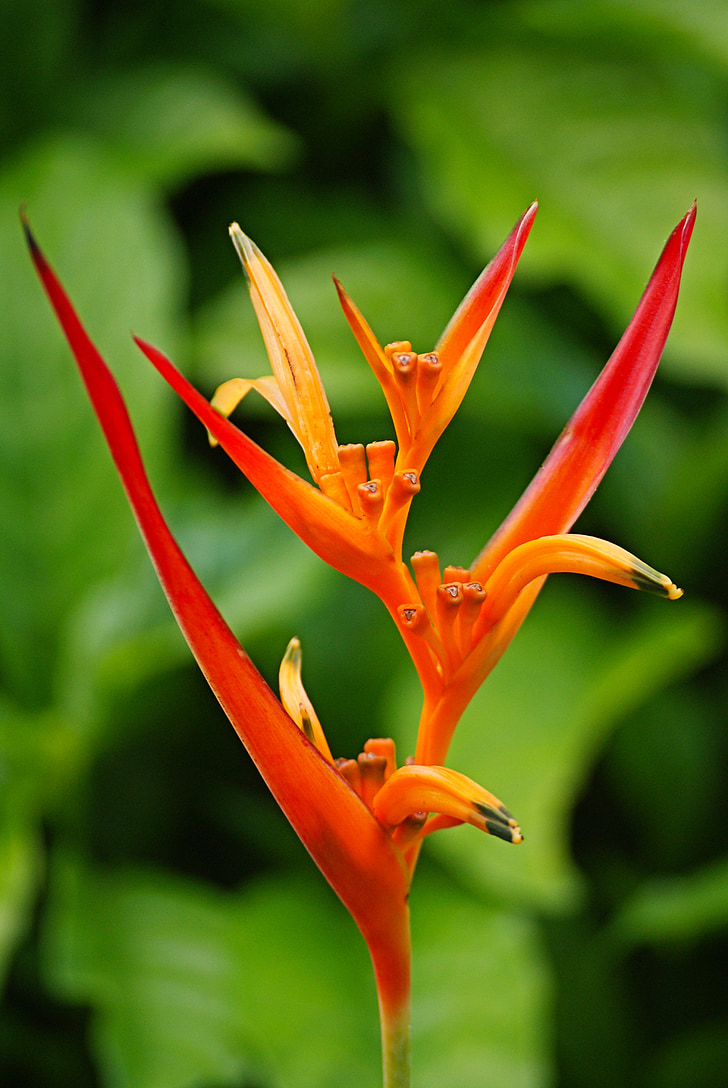 Bird of paradise, květ, Ostrov Réunion, listy, Příroda, oranžová, červená