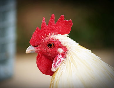 animal, avian, beak, bird, chicken, close-up, cockscomb