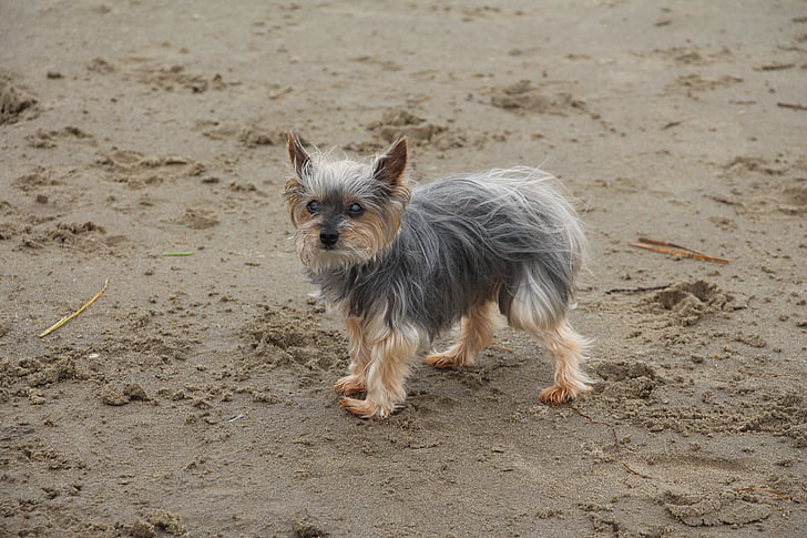 собака, пляж, песок, побережье, животное