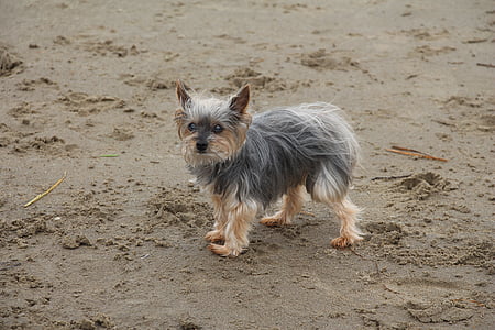 cão, praia, areia, Costa, animal