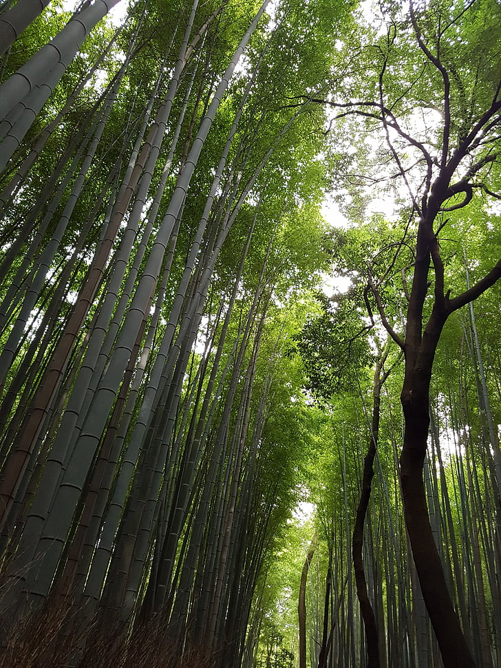Japonija, palyginti giraitė, Japonijos bambuko miškas