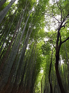Japó, grove contra, bosc de bambú japonesa