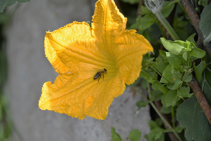 Bee, pumpa blossom, Stäng, trädgård, sommar, insekt trädgård, insekt