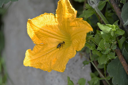 bee, pumpkin blossom, close, garden, summer, insect garden, insect
