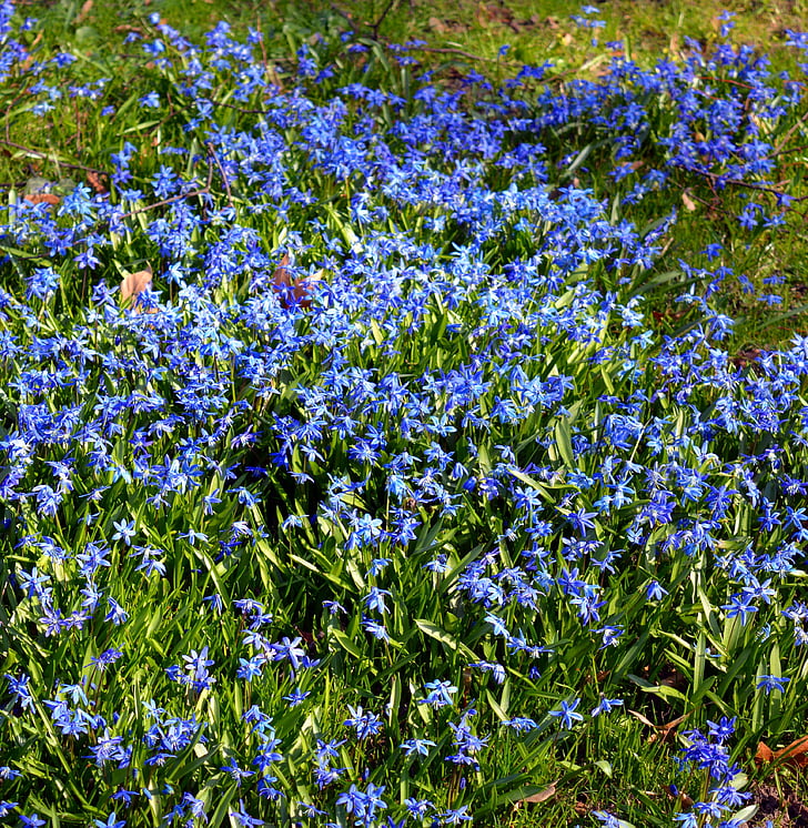 blauer Stern, Sibirischer blaustern, Blumen, in der Nähe, Natur, Blau, Blume