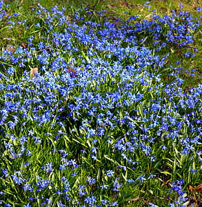 modra zvezda, Sibirski blaustern, cvetje, blizu, narave, modra, cvet