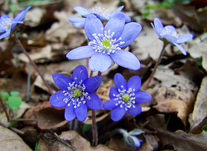 májvirág, Lesné kvety, modrá