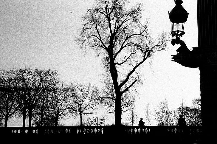marchitado, árboles, Foto, pájaro, París, personas, cielo