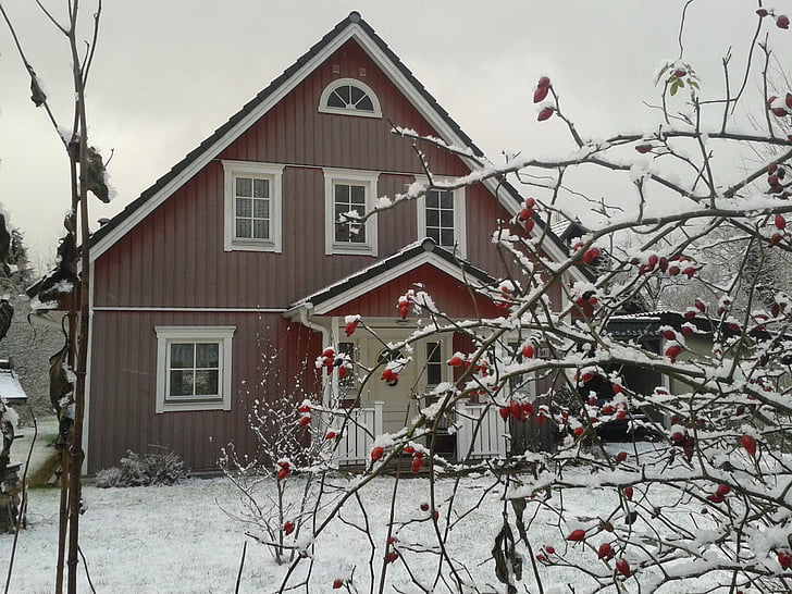 inverno, Casa, nevoso, rosa canina