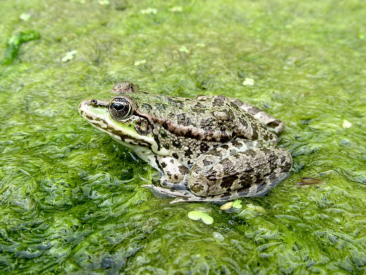 frog, amphibian