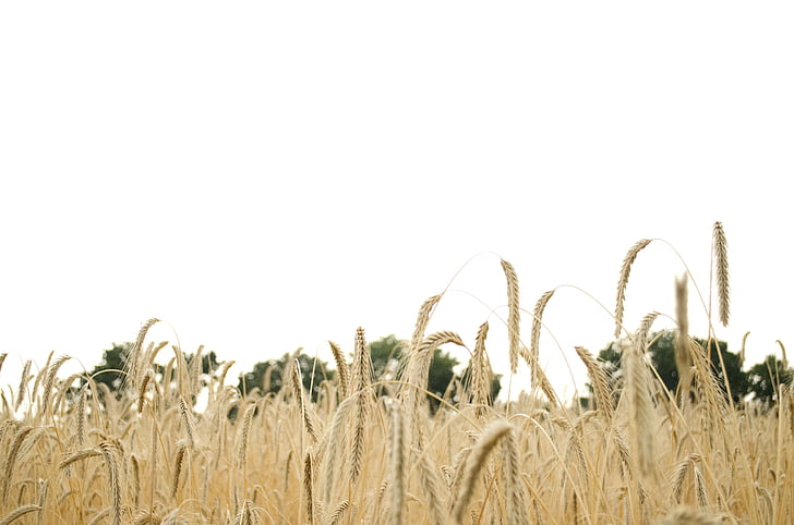 pšenica, polje pšenice, pšenica šiljak, šiljak, žitarice, zrno, obradivo