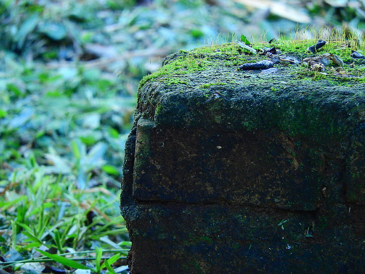 stone, moss, green, nature, grass, plant, rock