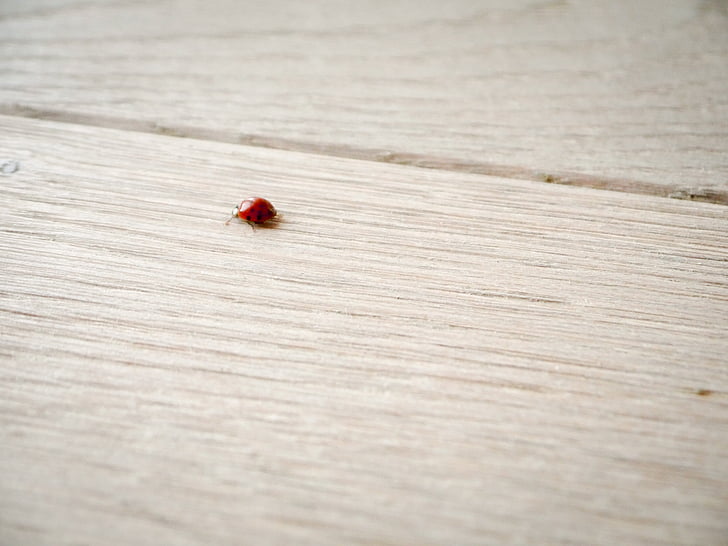 ladybug, wood, ground, lucky charm, close, insect, luck