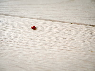 ladybug, wood, ground, lucky charm, close, insect, luck