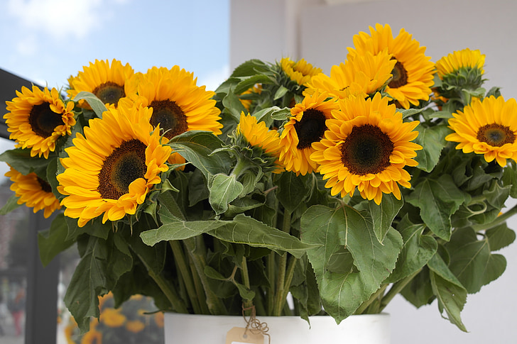 Slunečnice, žlutý květ, letní květiny, Van gogh, Van gogh slunečnice, Nizozemsko květiny
