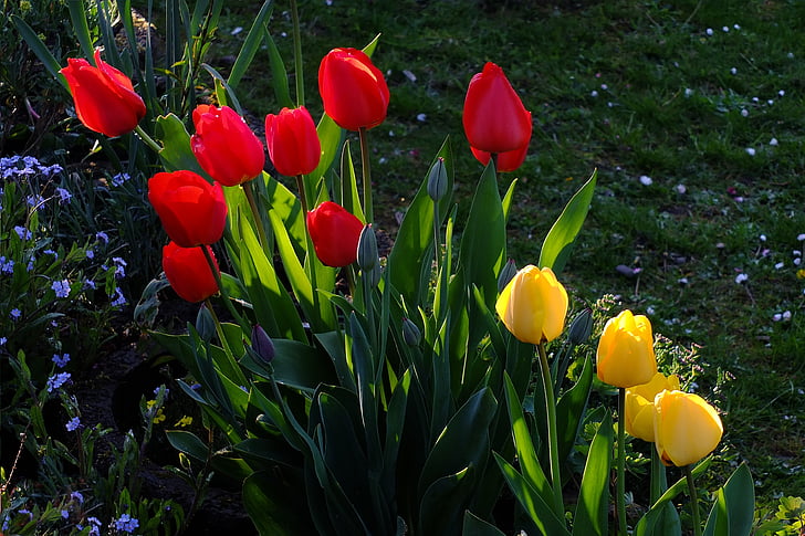 tulipes, fleurs, mer de tulipes, mer de fleurs, blütenmeer, jaune, rouge