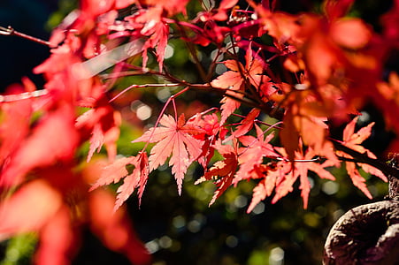 Japão, paisagem, natural, k, madeira, Outono, planta