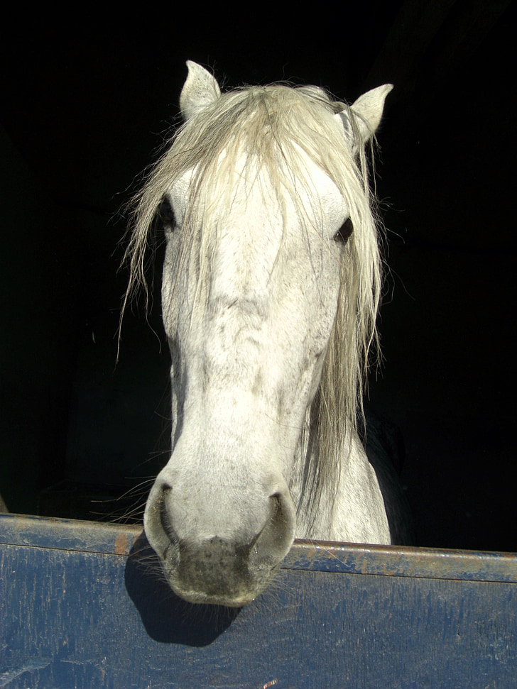 cheval, tête, crinière, Portrait, fenêtre de, Mare