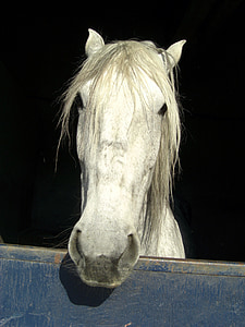 cavalo, cabeça, Juba, retrato, janela, égua