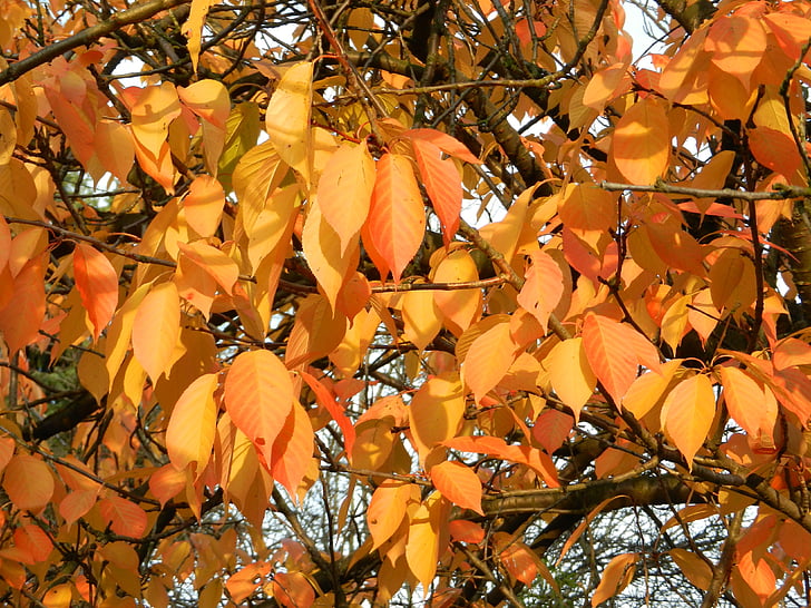 autunno, autunno d'oro, foglie di autunno, oro, giallo, secco, Vanishing