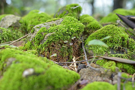 Moss, grön, Rock, skogsmark, vildmarken, Lav, vandring