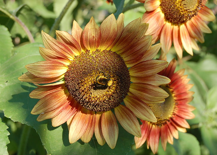sunflower, bee, orange, yellow, flower, summer, sun
