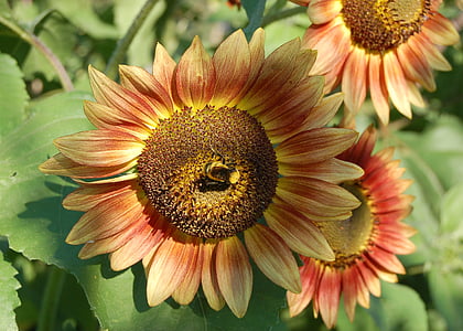 Hoa hướng dương, con ong, màu da cam, màu vàng, Hoa, mùa hè, mặt trời