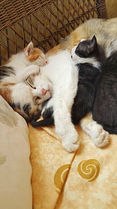 cat, family, baby, kitten, animal
