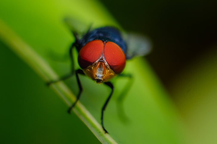 fly, red, green, natural, forest, insect, one animal